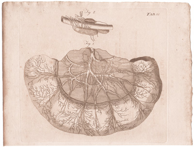 A View of some of the Lacteal and Lymphatic Absorbent Vessels and Glands